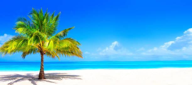 Palm Beach Aruba - lively resort strip
